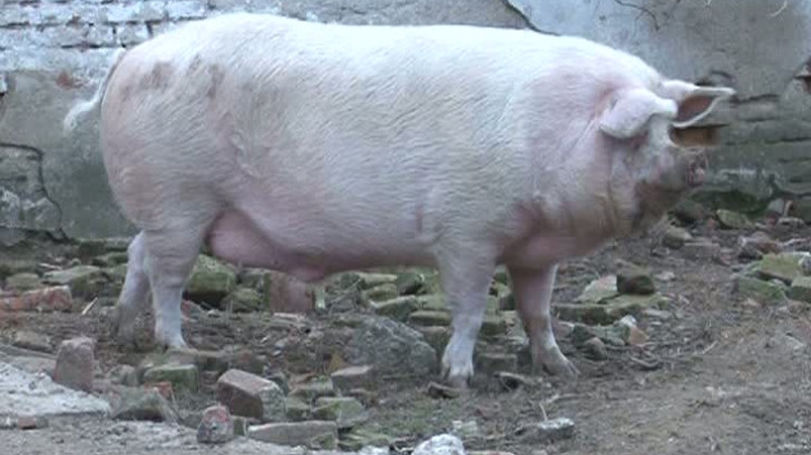 Ce vedeta supraponderala este ingrozita ca are interzis la jumari