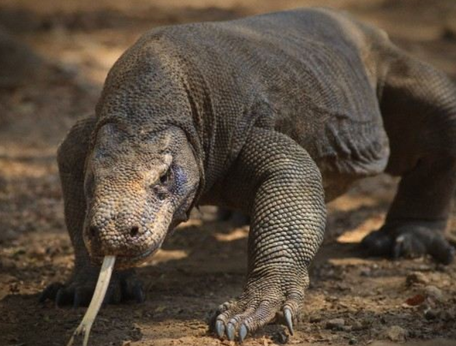 "Reptilele ar putea mosteni Pamantul." Specia capabila sa supravietuiasca unei catastrofe globale