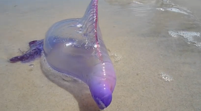 Creatura marina gasita pe o plaja: seamana cu un balon, insa poate fi periculoasa