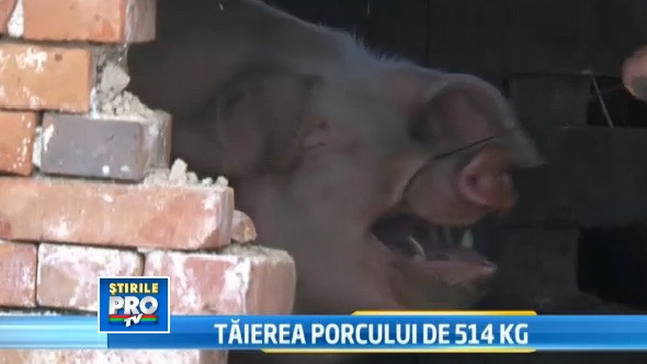 Cautam un porc bine crescut sa-l facem vedeta de Ignat. Trimite-ne poza si il vezi la TV