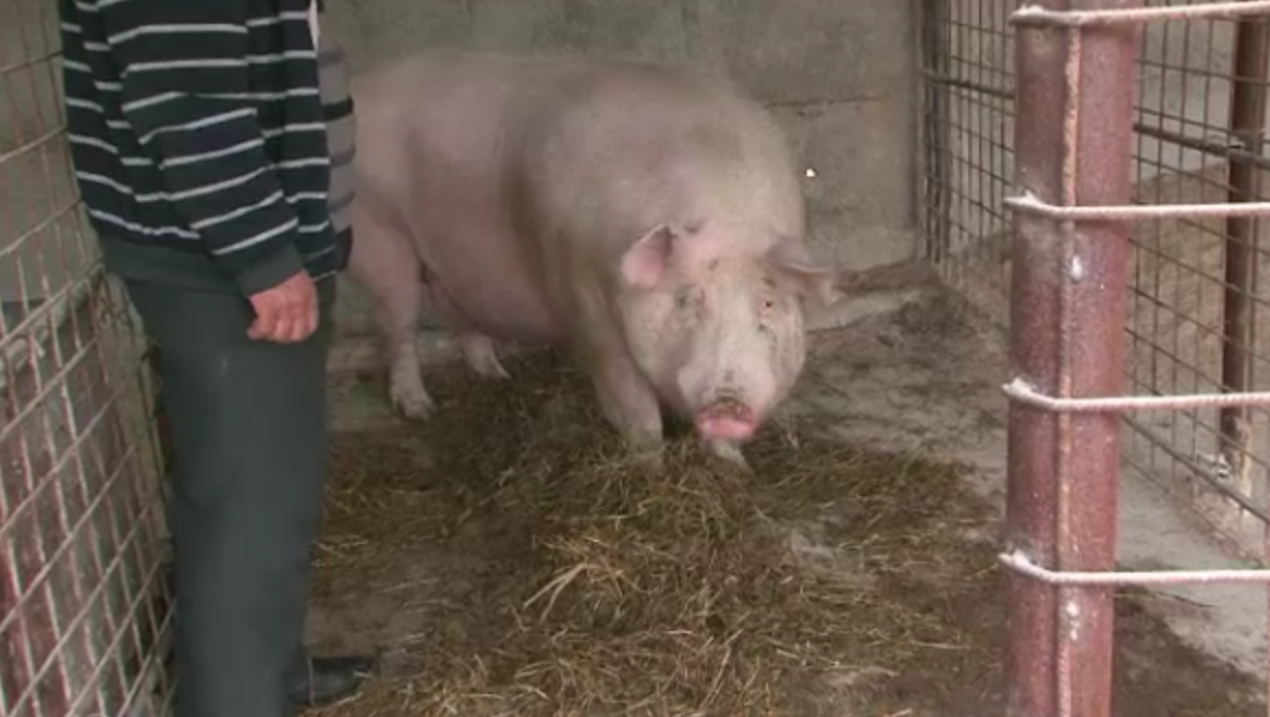 La cele 450 de kilograme, Ghita este porcul vedeta al unei comune din Olt. Ce program special are