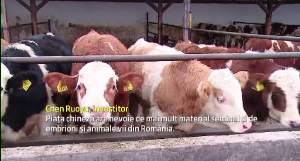 Chinezii sunt interesati de vacile romanesti. Cum ar putea ajunge baltatele noastre in Asia