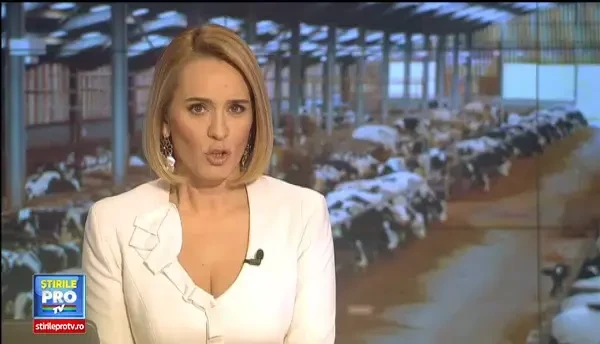 Chinezii sunt interesati de vacile romanesti. Cum ar putea ajunge baltatele noastre in Asia