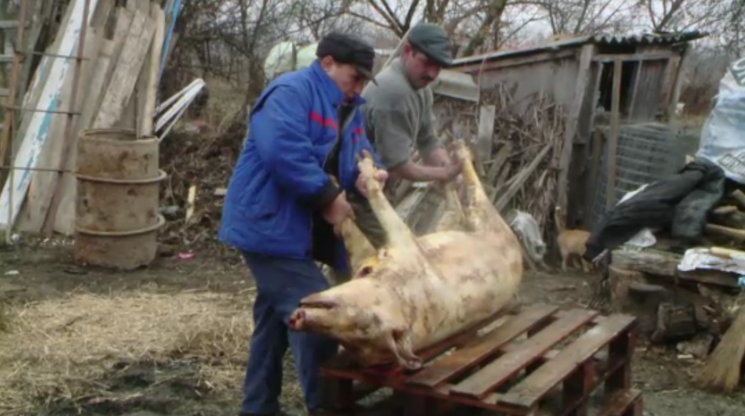 Cea mai trista zi pentru "Ghita". Mii de porci au fost sacrificati astazi, de Ignat