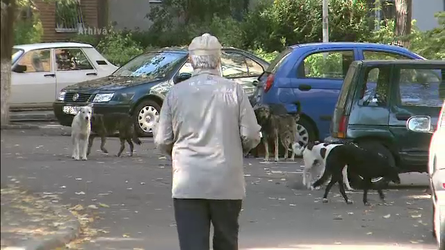 Maidanezii, o problema de siguranta nationala. SRI-ul a numarat peste 62.000 de caini in Capitala