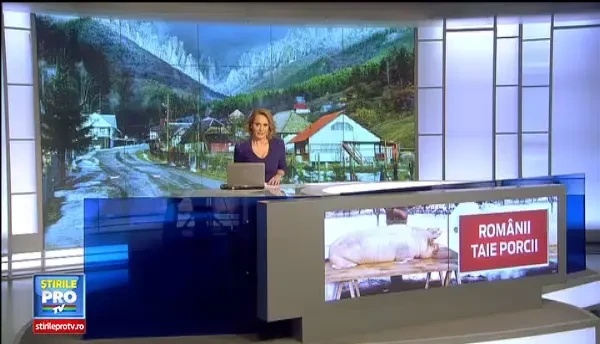 Cea mai trista zi pentru Ghita. Mii de porci au fost sacrificati astazi, de Ignat