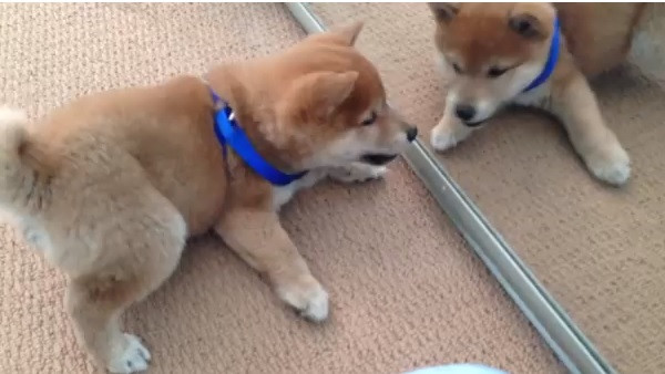 Cum reactioneaza acest caine cand se priveste pentru prima oara in oglinda. VIDEO