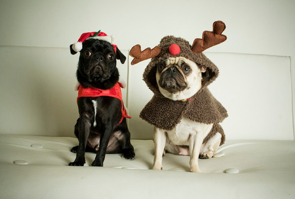 Ai primit cadou un caine? Masuri pentru siguranta animalelor de casa in perioada sarbatorilor