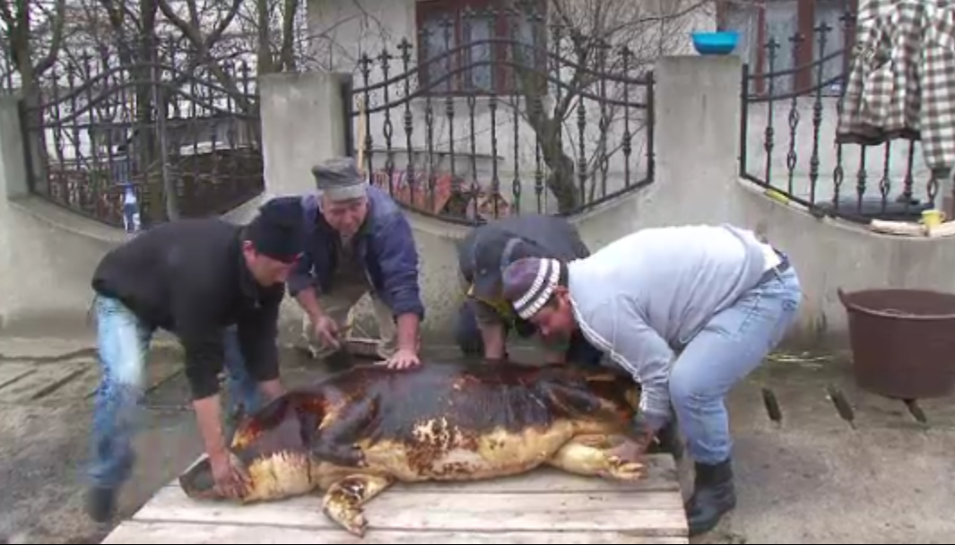 "Ii ziceam Ghita, amu' e Marcel". Botezul grasunilor din cotet pentru romanii care s-au intors acasa