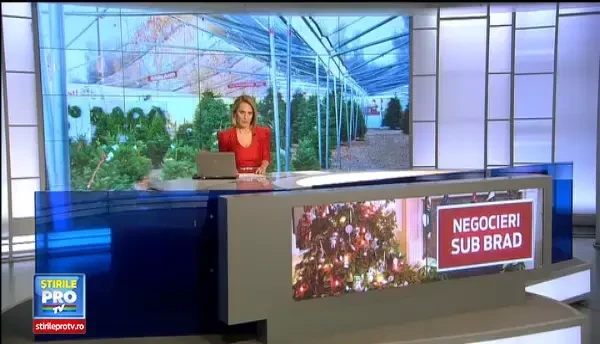 Pretul artificial al bradului in Ajun de Craciun. Vanzatorii care lasa din pret, goniti din piete