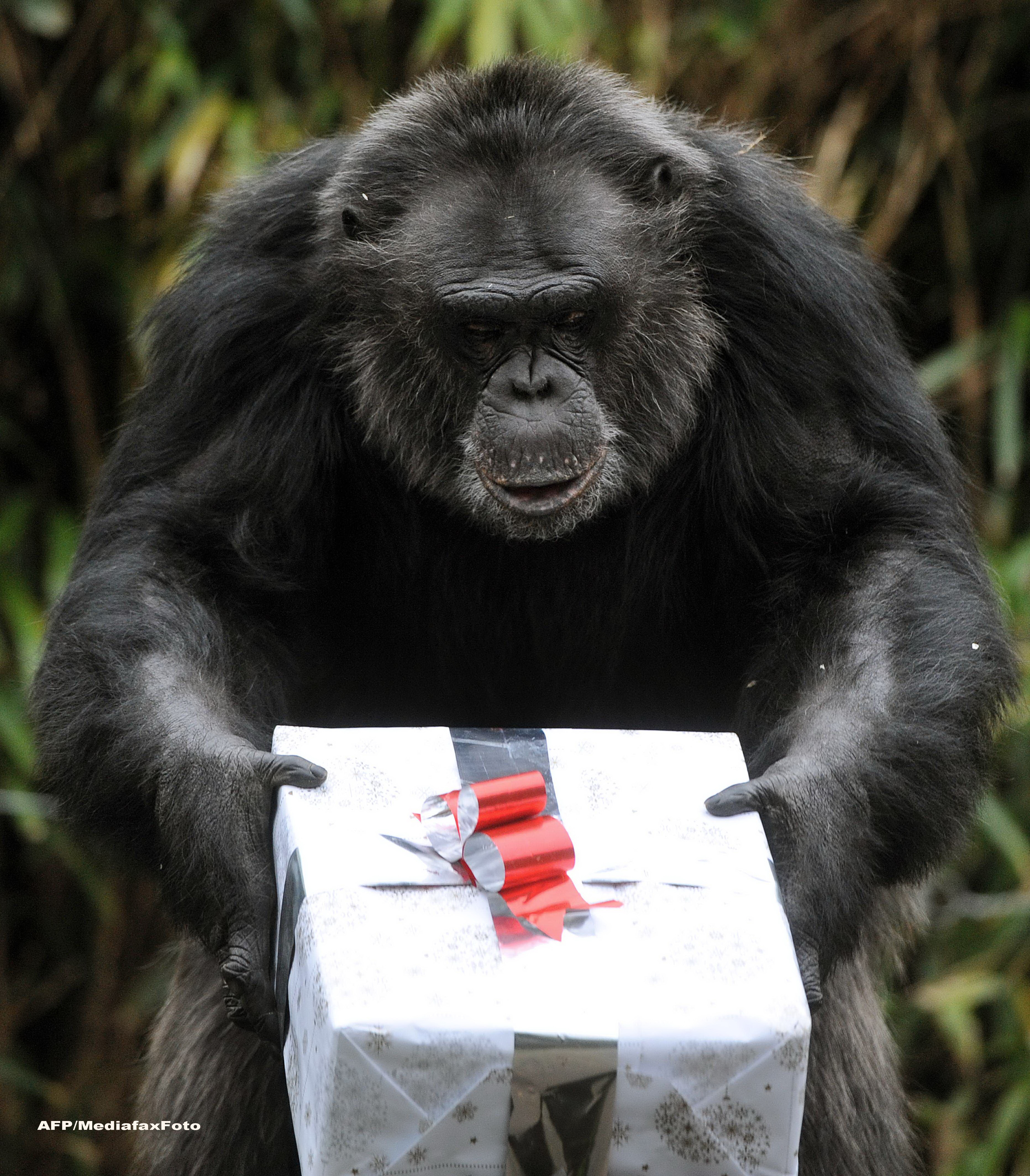 #topshots fotografii spectaculoase de Craciun