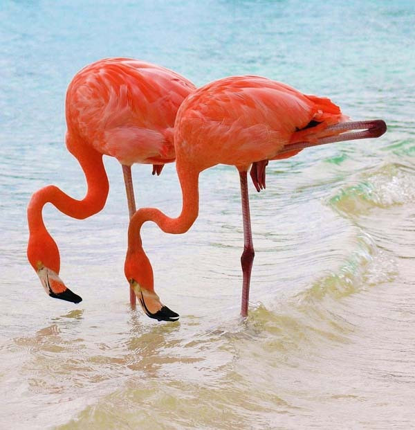 Lacul din Kenya invadat de o colonie intreaga de pasari Flamingo roz