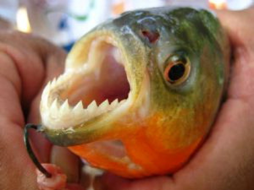 Cum arata in realitate un atac piranha. Pestii devoreaza bucatile de carne in doar cateva secunde. VIDEO