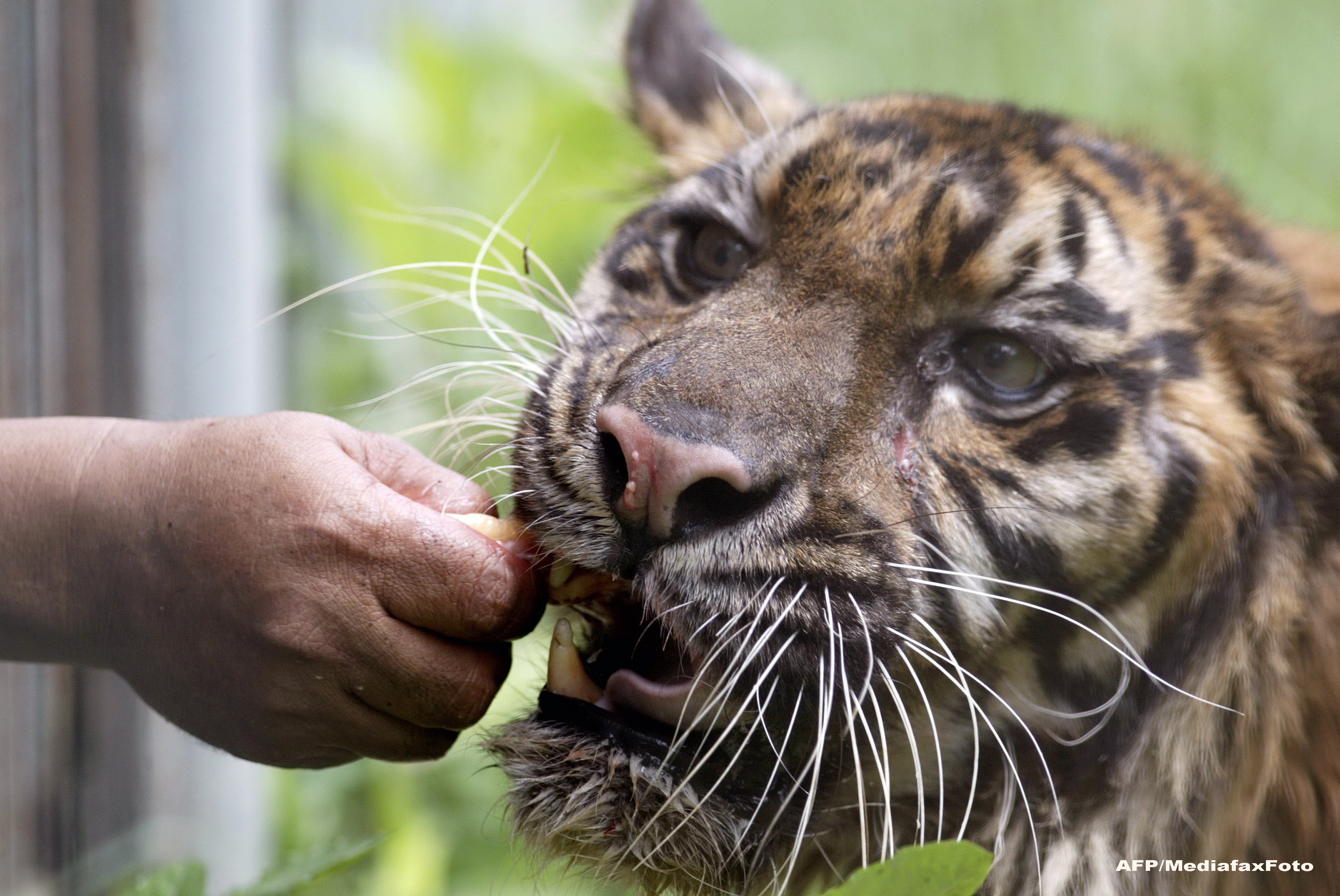 Surabaya Zoo