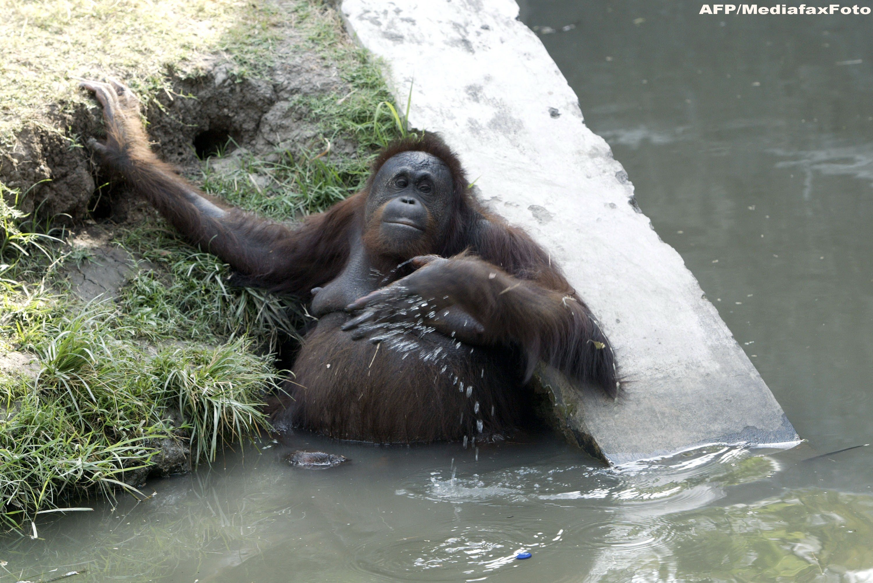 Surabaya Zoo