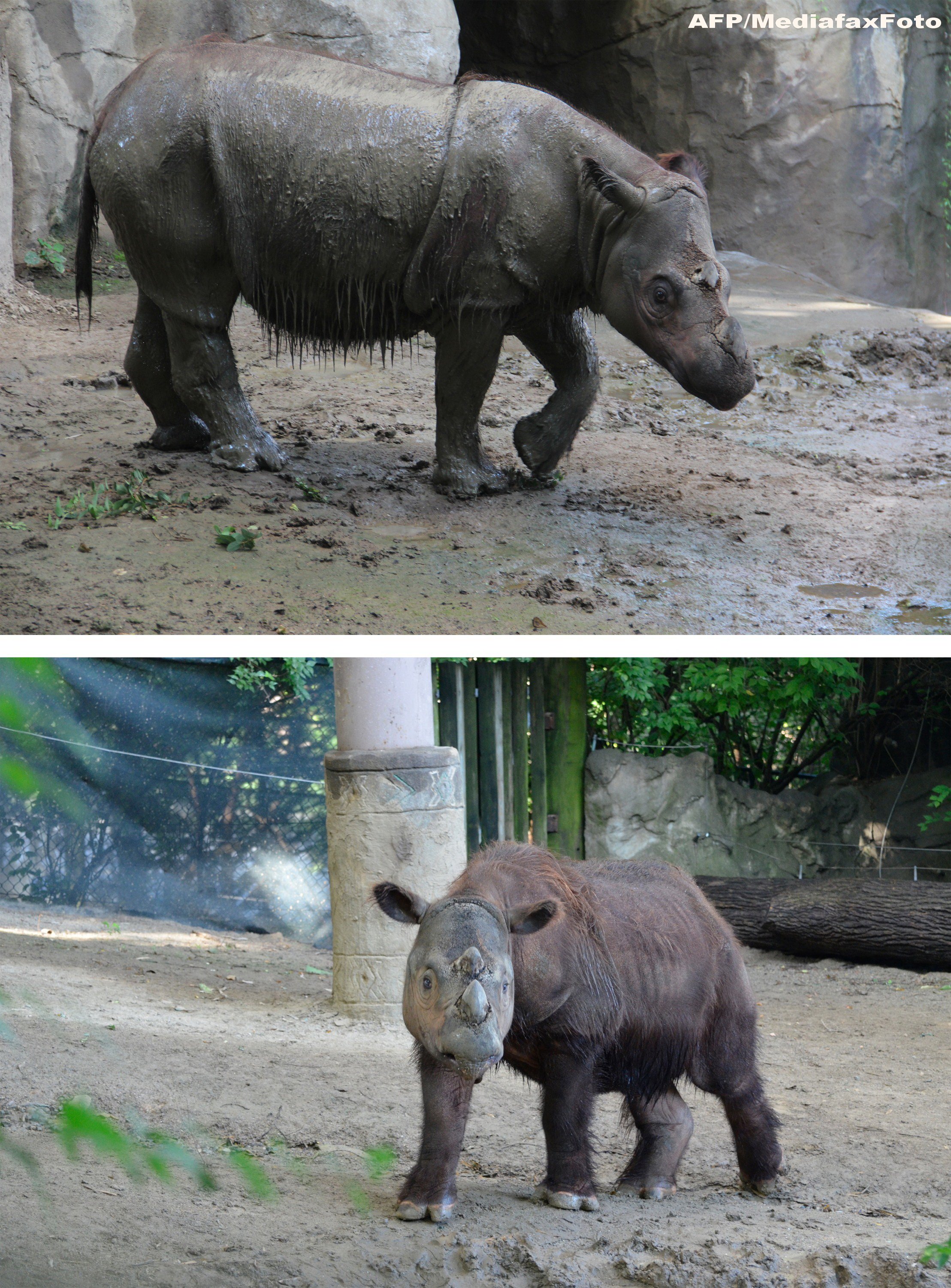 Surabaya Zoo