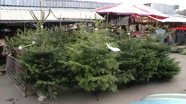 Marea afacere cu brazi mai continua si dupa Craciun. Preturile uriase din pietele din Capitala