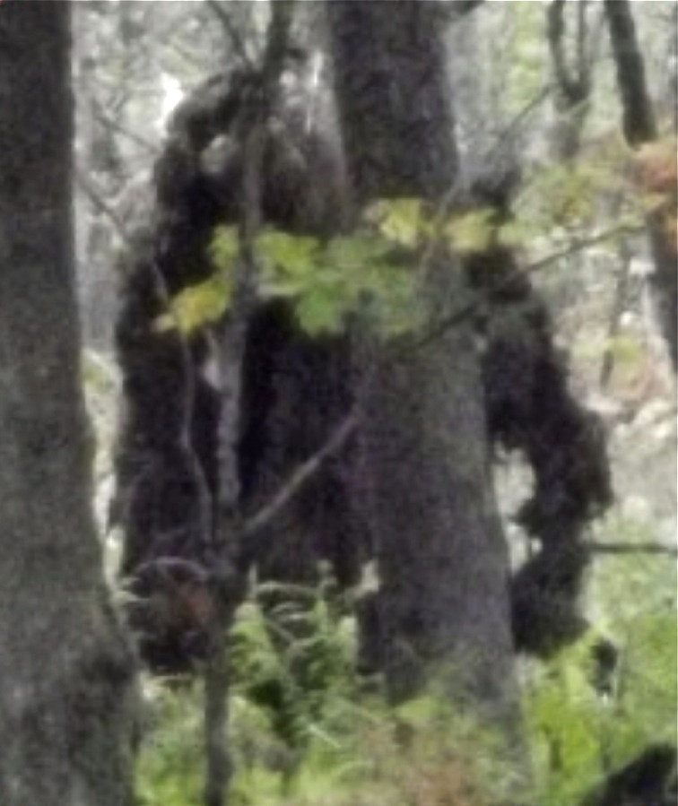 Bigfoot