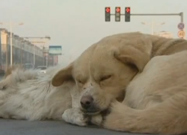 Exemplu de loialitate: un caine din China a ramas alaturi de cadavrul unui prieten, indurand gerul