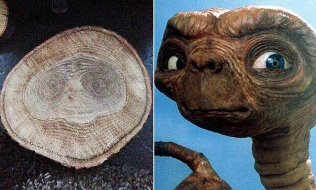 Descoperirea facuta de un adolescent din Marea Britanie intr-o bucata de lemn