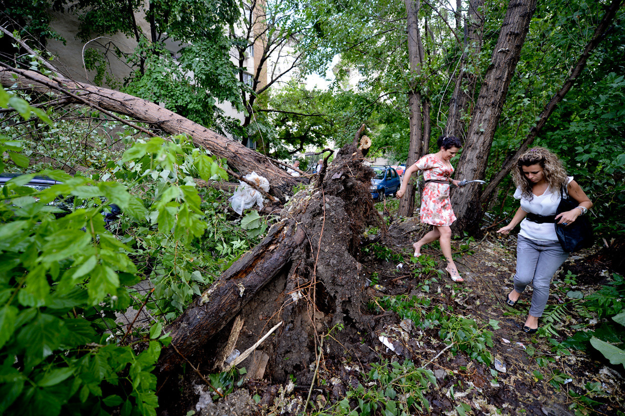 furtuna bucuresti copaci daramati