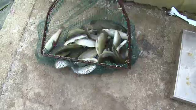 Peste 58 de kg de peste a fost confiscat de politistii sibieni