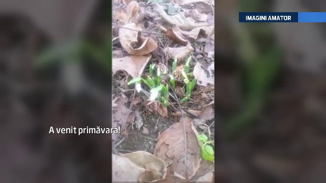 Temperaturi RECORD de 'gerul Bobotezei', in vestul tarii. La Timisoara au rasarit ghioceii