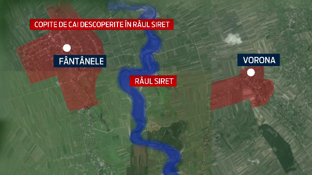 Doua sute de copite de cal, gasite in albia Siretului, Suceava. Autoritatile sunt in alerta