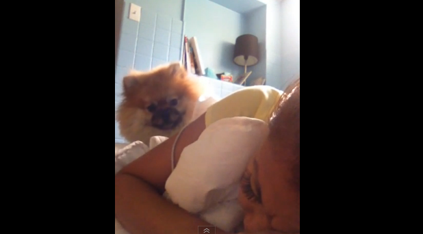 Cainele care inlocuieste cu succes ceasul cu alarma. Cum reuseste sa-si trezeasca stapana. VIDEO