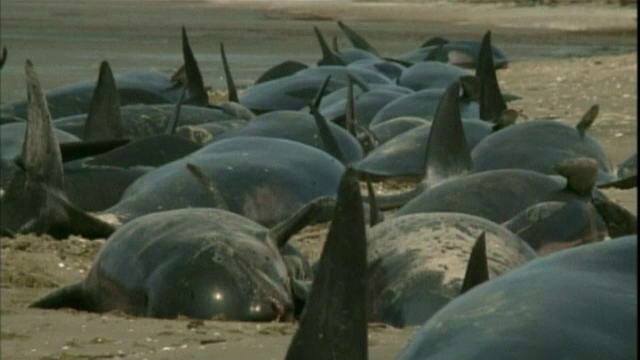 Peisaj dezolant pe litoralul din Noua Zeelanda. 39 de balene au murit dupa ce au esuat pe uscat