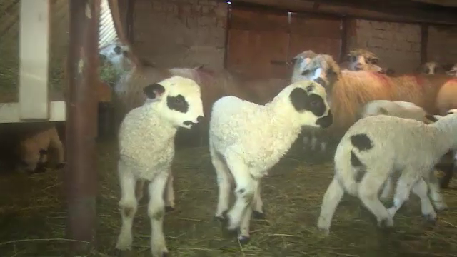 Toamna lunga si frumoasa le asigura un profit mai mare crescatorilor de oi. La stana au aparut mieii