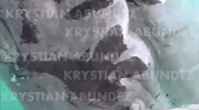 Balena cu doua capete, esuata pe o plaja, in Mexic. Imaginile video sunt unice