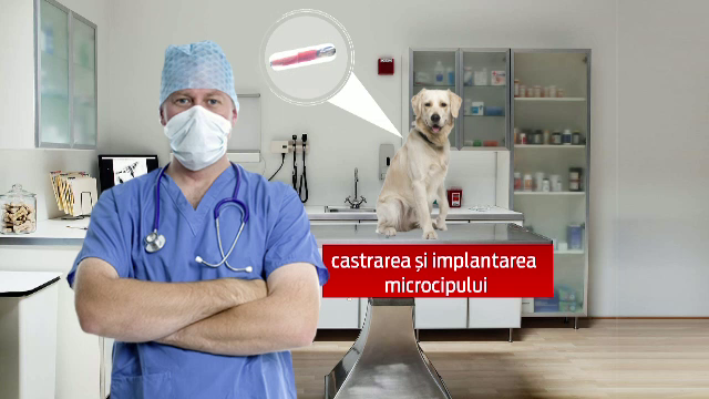 Incepe marele "recensamant" al cainilor. Cum iti introduci animalul in baza de date nationala