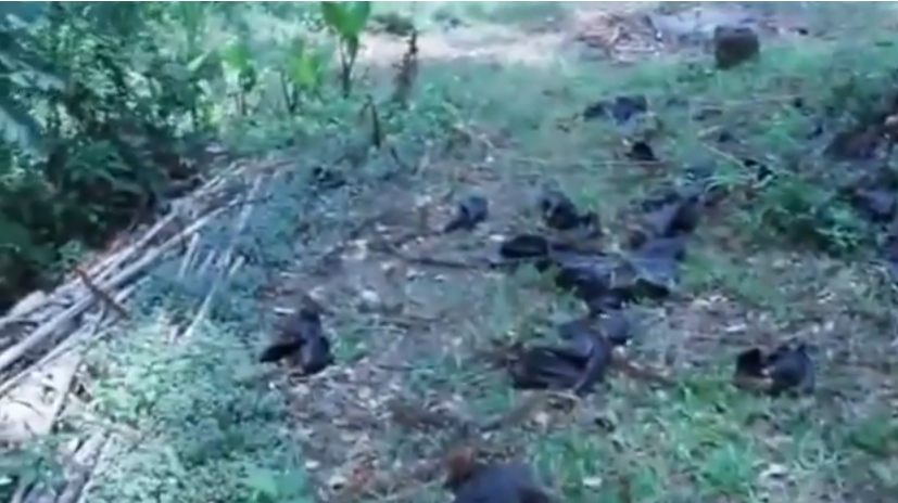 Sute de mii de lilieci au murit in ultimele zile. Ecologistii spun ca tot ecosistemul este afectat