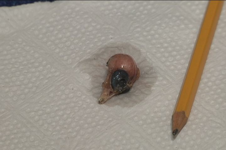 Ce a gasit o femeie intr-o punga cu spanac congelat. "Cred ca o sa am nevoie de terapie"