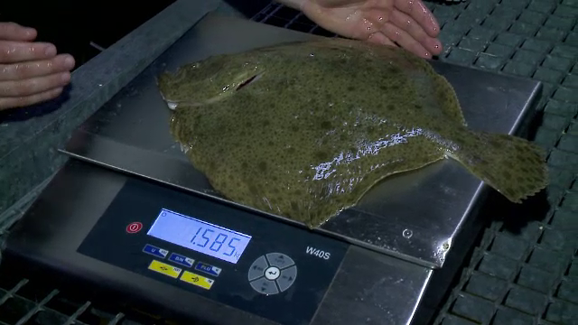 Prima crescatorie de calcan, la Constanta. Cat costa un kg din cel mai scump peste din Marea Neagra