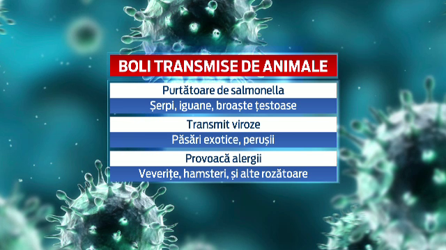 Raport ingrijorator realizat de francezi. Animalele cumparate copiilor, purtatoare de boli grave