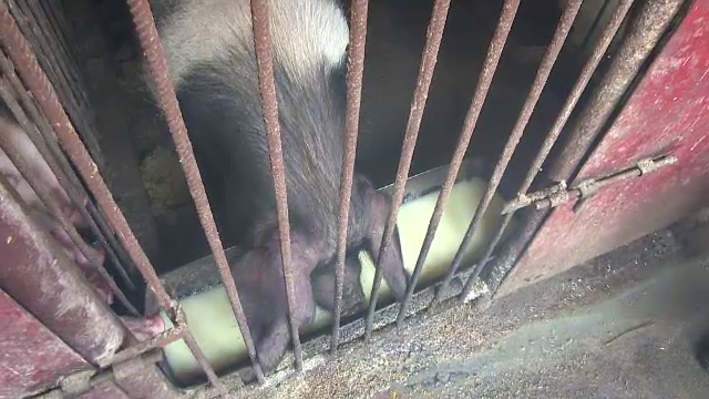 Taranii care produc lapte cu multi germeni, fortati sa fabrice branzeturi fine. De ce il arunca