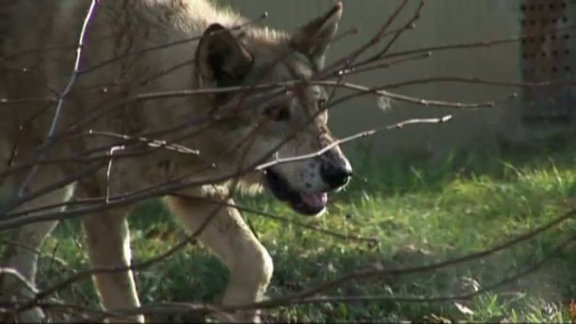 Lup