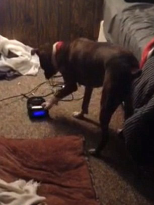 Un barbat a intarziat constant la serviciu din cauza cainelui sau. Cum ii oprea acesta alarma. VIDEO