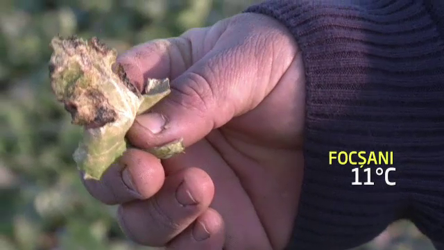 Dupa anul record in agricultura, seceta din 2014 isi arata primele efecte