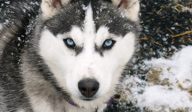 Un pompier a salvat de la inec un caine, captiv intre bucatile de gheata dintr-un golf din Boston