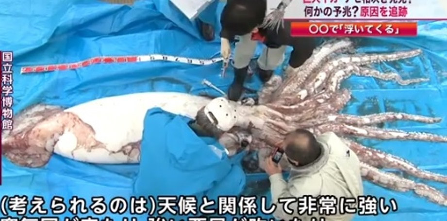 Cum arata calamarul urias scos la suprafata de un pescar din Japonia. VIDEO