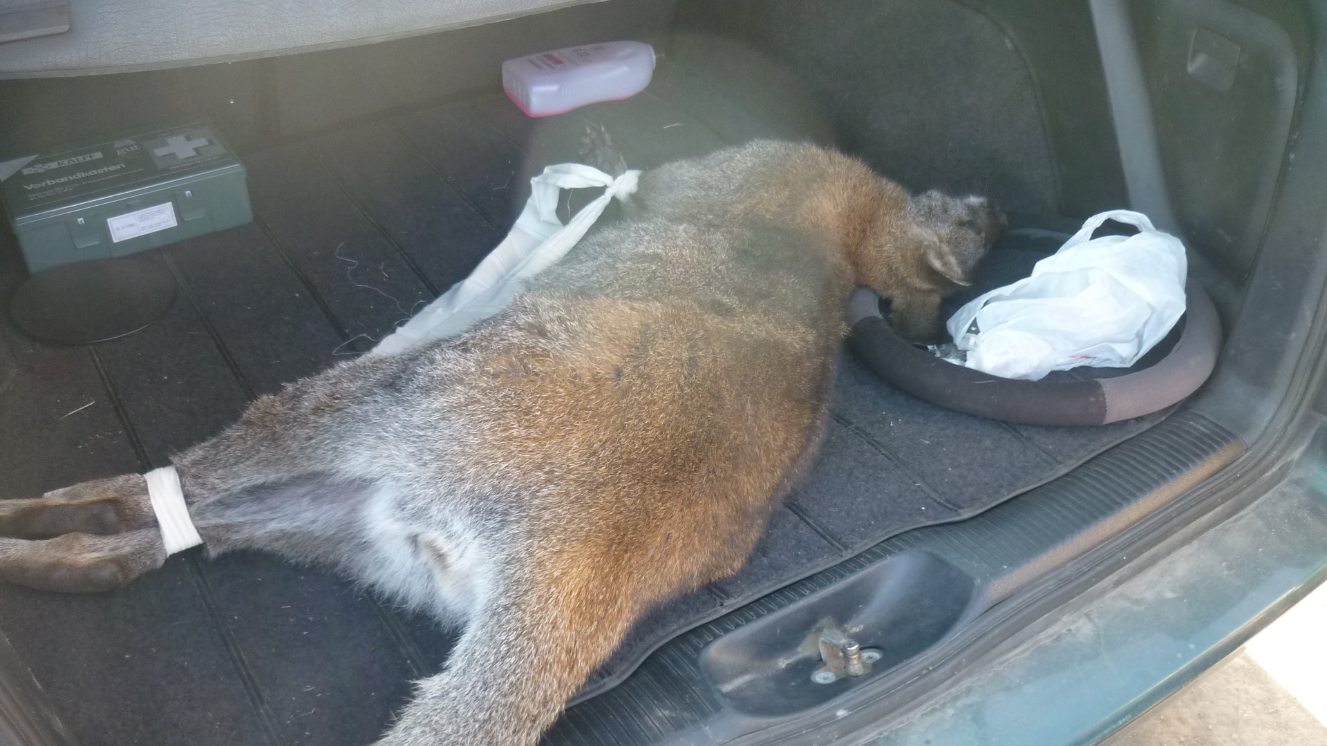 Peripetii cu un cangur scapat si fugarit prin Arad. Afla cum s-a terminat incidentul