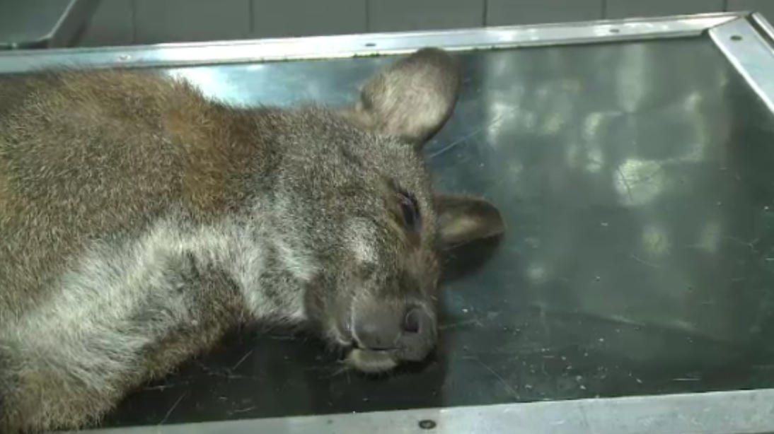 Aparitie exotica in Arad. Un cangur a fost descoperit si prins in zona garii, insa a murit pe drum spre veterinar