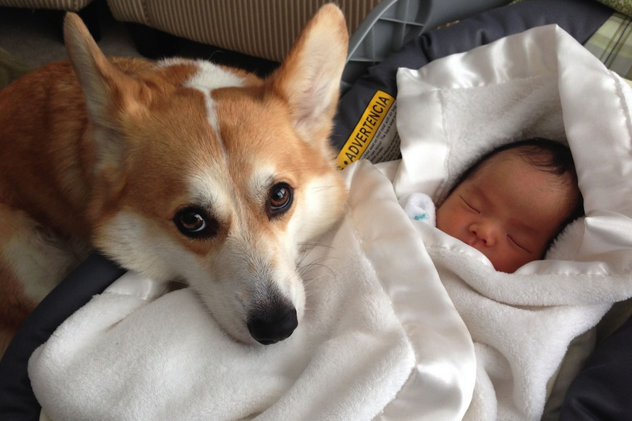 "A fost dragoste la prima vedere". Un caine si un bebelus, nedespartiti din ziua in care copilul a venit pe lume