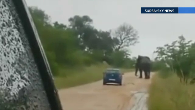 Atacati de elefant. Momentul in care un safari in Africa de Sud s-a transformat intr-un cosmar