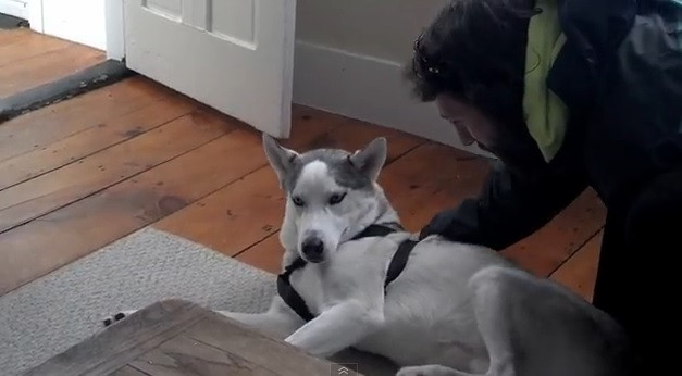 Un caine husky ii spune stapanului "nu" cand acesta ii spune sa mearga in cotet