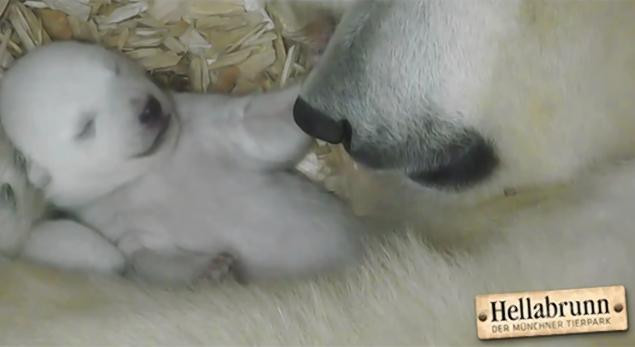 Momentul in care doi pui de urs polar deschid ochii pentru prima data si isi vad mama