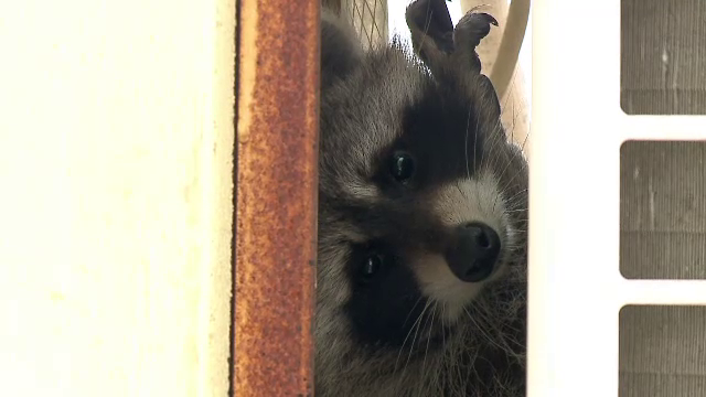 Operatiune de salvare a unui raton, in Constanta. Cum a ajuns animalul sa se refugieze intr-un aer conditionat